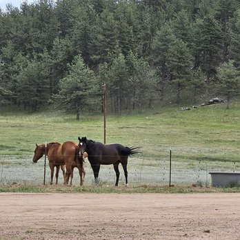 M Lazy C Ranch - Horseback Riding Near Me - Lake George, Colorado M Lazy C Ranch - Horseback Riding Near Me - Lake George, Colorado