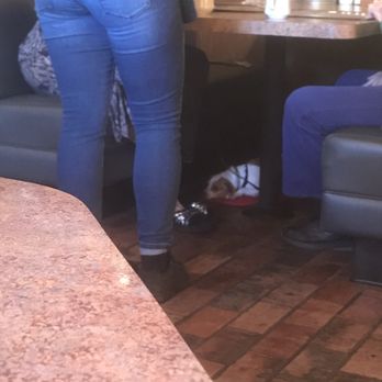 Huckleberry's - Dog in the restaurant and this ain't no service dog smh just nasty - Cajun/Creole Near Me - Benicia, California Huckleberry's - Dog in the restaurant and this ain't no service dog smh just nasty - Cajun/Creole Near Me - Benicia, California