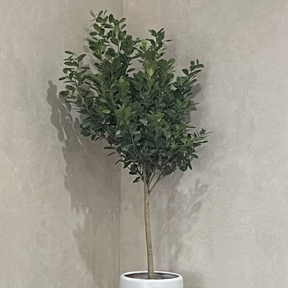 Dahing Plants - Ficus tree - Florists Near Me - New York, New York
