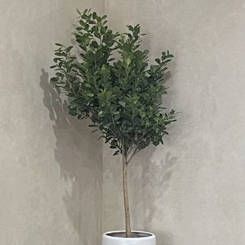Dahing Plants - Ficus tree - Florists Near Me - New York, New York