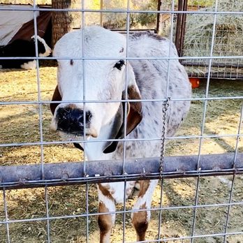 Runyan Ranches - Cows - Specialty Food Near Me - Mayhill, New Mexico