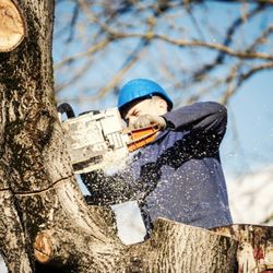Appalachian Tree Service