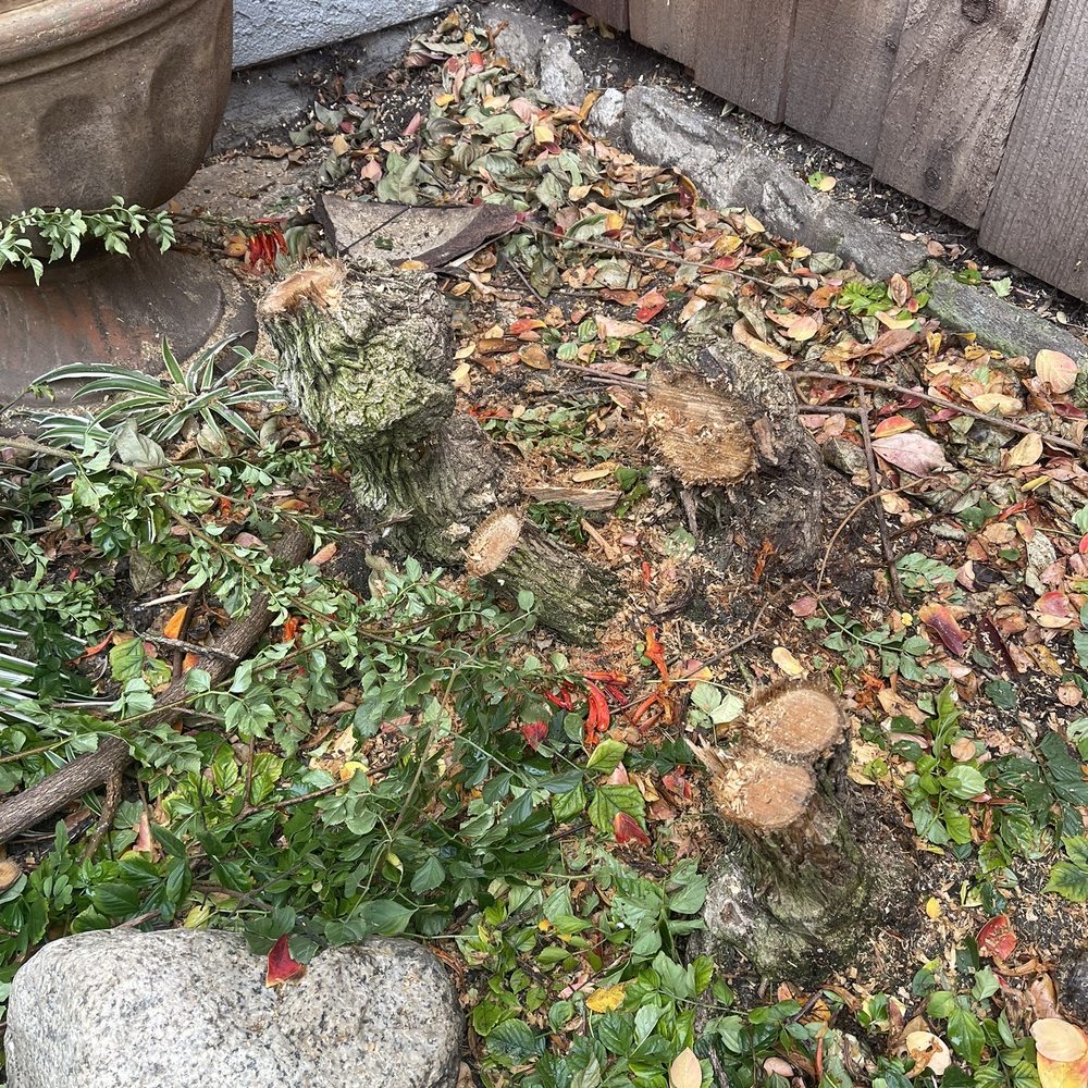 Your Price Tree Services - Before removal - Tree Services Near Me Your Price Tree Services - Before removal - Tree Services Near Me