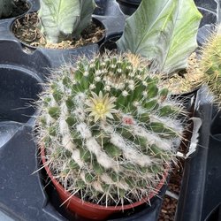 Belgian Nursery - Catcus