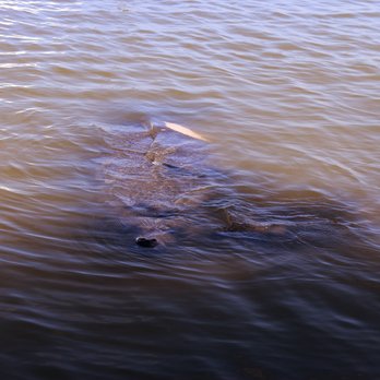 Tween Waters - Manatees - Resorts Near Me - Captiva, Florida
