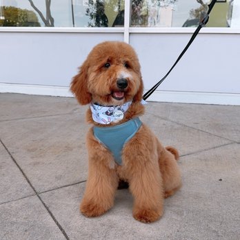The Dog Pawlor - Pet Groomers Near Me - San Jose, California
