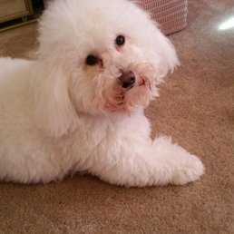 A couple days after being groomed. So fluffy and clean!