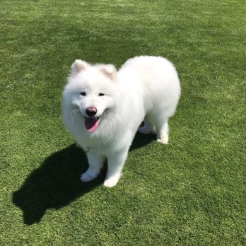 Pup Scrub - Pure bliss after grooming - Pet Groomers Near Me - Kirkland, Washington Pup Scrub - Pure bliss after grooming - Pet Groomers Near Me - Kirkland, Washington