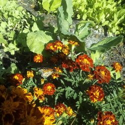 Flowers by Glenda Milliken