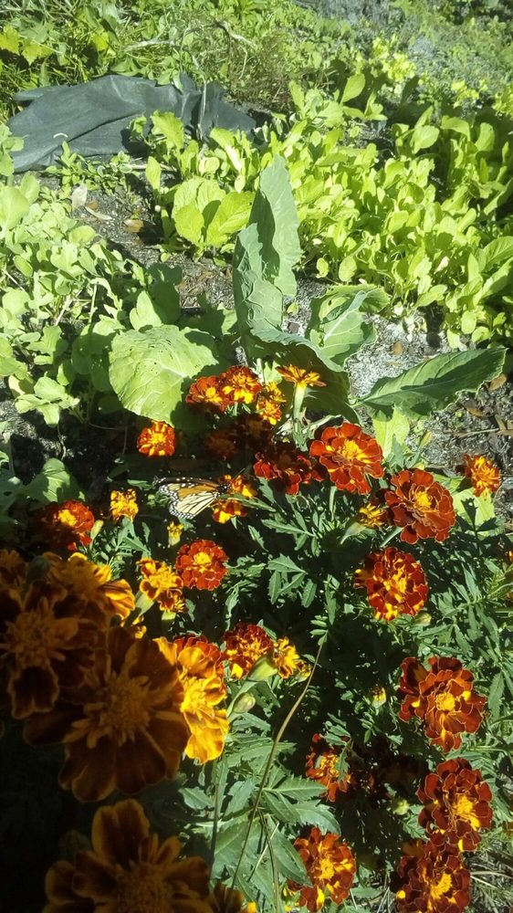 FLOWERS BY GLENDA MILLIKEN Updated August 2024 1635 Shallotte Point