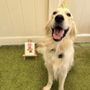 Photo of Camp Bow Wow
