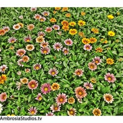 Sierra Vista Growers - Sierra Vista Wholesale Growers