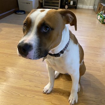 Devotion To Dogs - Wilbur - Pet Training Near Me - El Cajon, California