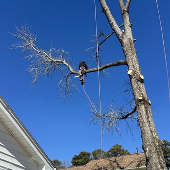 MD Tree Service - Tree Services Near Me - Henrico, Virginia MD Tree Service - Tree Services Near Me - Henrico, Virginia