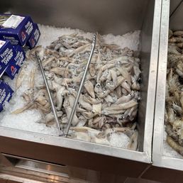 Squids