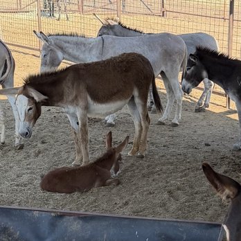 Peaceful Valley Donkey Rescue - Baby donkey only a few weeks old - Pet Adoption Near Me - San Angelo, Texas