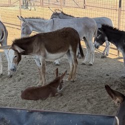 Peaceful Valley Donkey Rescue - Baby donkey only a few weeks old