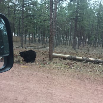 Bearizona - Zoos Near Me - Williams, Arizona