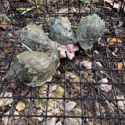 EG Simmons Park - No crabs but many yummy conch!