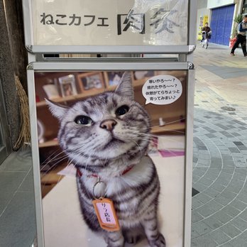 ねこカフェ肉球 - Updated August 2025 - 常磐町1-7-2, 高松市