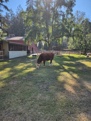 Maplewood Farm by null