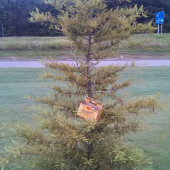 Hampton Inn by Hilton Clarksville - Although it may not be in bloom during your stay, the Shiner Bock tree in bloom is a majestic sight... - Hotels Near Me - Clarksville, Arkansas Hampton Inn by Hilton Clarksville - Although it may not be in bloom during your stay, the Shiner Bock tree in bloom is a majestic sight... - Hotels Near Me - Clarksville, Arkansas