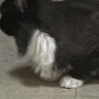 Brandy Dog's Barbershop - Very noticeable unless you're blind or your cat is stuff in a carrier - Pet Groomers Near Me - Flushing, New York Brandy Dog's Barbershop - Very noticeable unless you're blind or your cat is stuff in a carrier - Pet Groomers Near Me - Flushing, New York