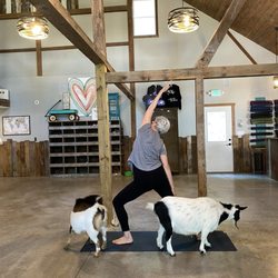 Original Goat Yoga - Galena