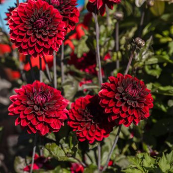 Exquisite Blumen - Gift Shops Near Me - Langley, Washington