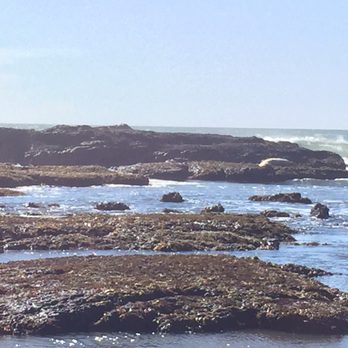 Fitzgerald Marine Reserve - Seals - Parks Near Me - Moss Beach, California Fitzgerald Marine Reserve - Seals - Parks Near Me - Moss Beach, California