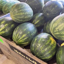 Hobo Hollar Farms - Fresh watermelon
