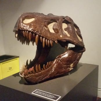 Australian Museum - Museums Near Me - Sydney, NSW Australian Museum - Museums Near Me - Sydney, NSW