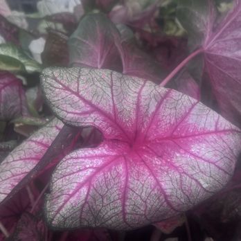 Merrifield Garden Center - Nurseries & Gardening Near Me - Merrifield, Virginia