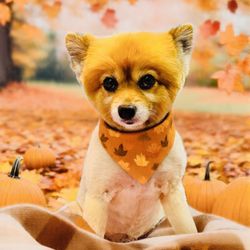 Tali Tails Dog Grooming & Daycare - Fall 2025