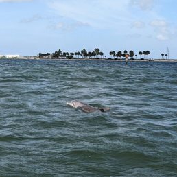 Dolphins!