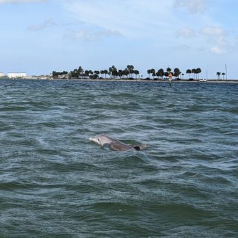 A Boat Day - Dolphins! - Boating Near Me
