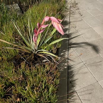Amtrak - Beautiful landscaping at the amtrak station. - Train Stations Near Me - Emeryville, California Amtrak - Beautiful landscaping at the amtrak station. - Train Stations Near Me - Emeryville, California