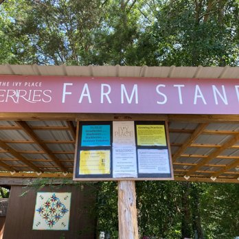 The Ivy Place- Berry Farm - The Ivy Place stand - Pick Your Own Farms Near Me - Lancaster, South Carolina The Ivy Place- Berry Farm - The Ivy Place stand - Pick Your Own Farms Near Me - Lancaster, South Carolina