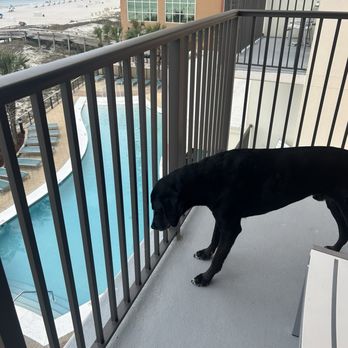 Hampton Inn & Suites Orange Beach/Gulf Front - Pet friendly even for big dogs! - Hotels Near Me - Orange Beach, Alabama