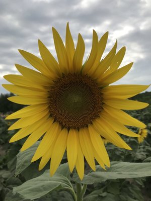 Columbia Bottom Conservation Area by null