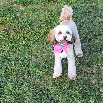 Timmie’s Queen West - Our girl showing off her new haircut! - Pet Stores Near Me - Toronto, Ontario Timmie’s Queen West - Our girl showing off her new haircut! - Pet Stores Near Me - Toronto, Ontario