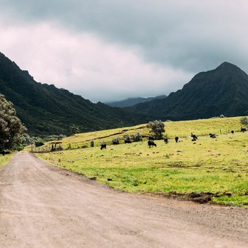 Kualoa Ranch - Jurassic Valley after exiting the Hollywood movie sites tour bus. Your driver will stop you in a few spots so you can take pictures. - Tours Near Me - Kaneohe, Hawaii Kualoa Ranch - Jurassic Valley after exiting the Hollywood movie sites tour bus. Your driver will stop you in a few spots so you can take pictures. - Tours Near Me - Kaneohe, Hawaii