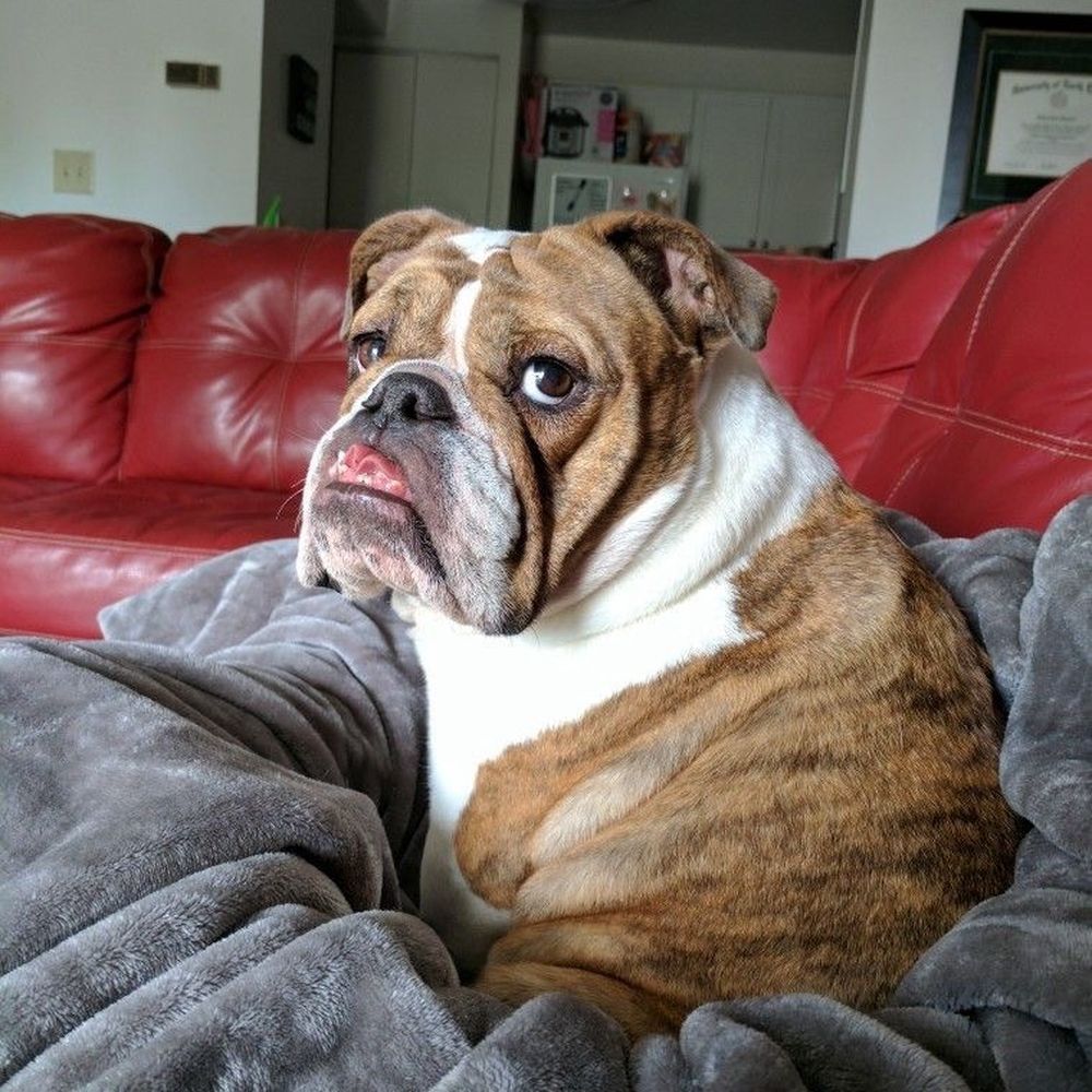 Bissonnet Veterinary Hospital - My sweet girl Cookie - Veterinarians Near Me - Houston, Texas