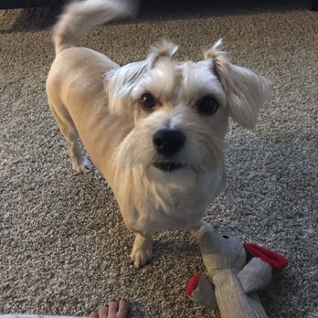 Planet Pet Spa - Pet Groomers Near Me - San Antonio, Texas Planet Pet Spa - Pet Groomers Near Me - San Antonio, Texas