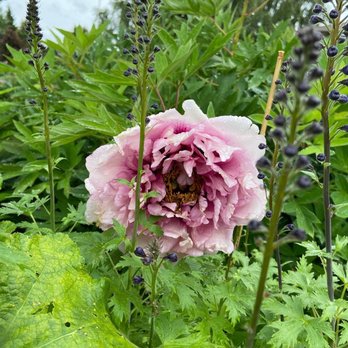 Adelman Peony Gardens - Nurseries & Gardening Near Me - Salem, Oregon