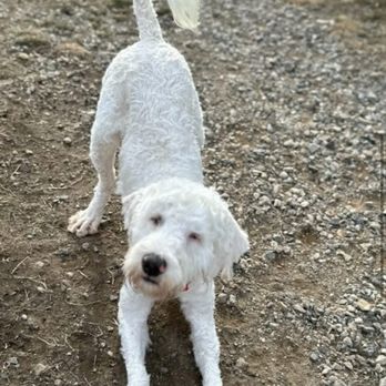 Peach Paws - Pet Groomers Near Me
