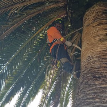Alvarado Tree Service - This is hard work - Tree Services Near Me Alvarado Tree Service - This is hard work - Tree Services Near Me
