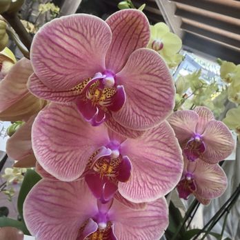 Roger's Gardens - Nurseries & Gardening Near Me - Corona Del Mar, California