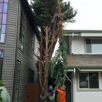 Inexpensive Tree Services - They managed to remove 3-story tall junipers in narrow spaces - Tree Services Near Me - Los Angeles, California Inexpensive Tree Services - They managed to remove 3-story tall junipers in narrow spaces - Tree Services Near Me - Los Angeles, California
