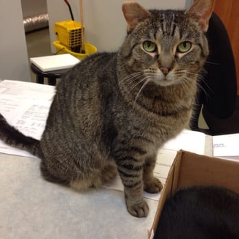 Bartlett Animal Hospital - Lily! - Veterinarians Near Me - Bartlett, Illinois Bartlett Animal Hospital - Lily! - Veterinarians Near Me - Bartlett, Illinois